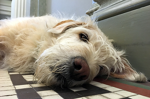 Gatuhunden Arthur: Från hundliv till (h)underbart liv